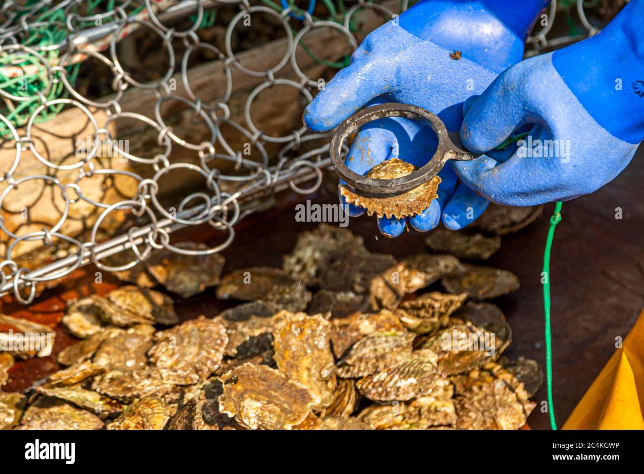 Austern, die durch den Ring passen, sind zu klein und dürfen wieder ins Meer Stockfoto