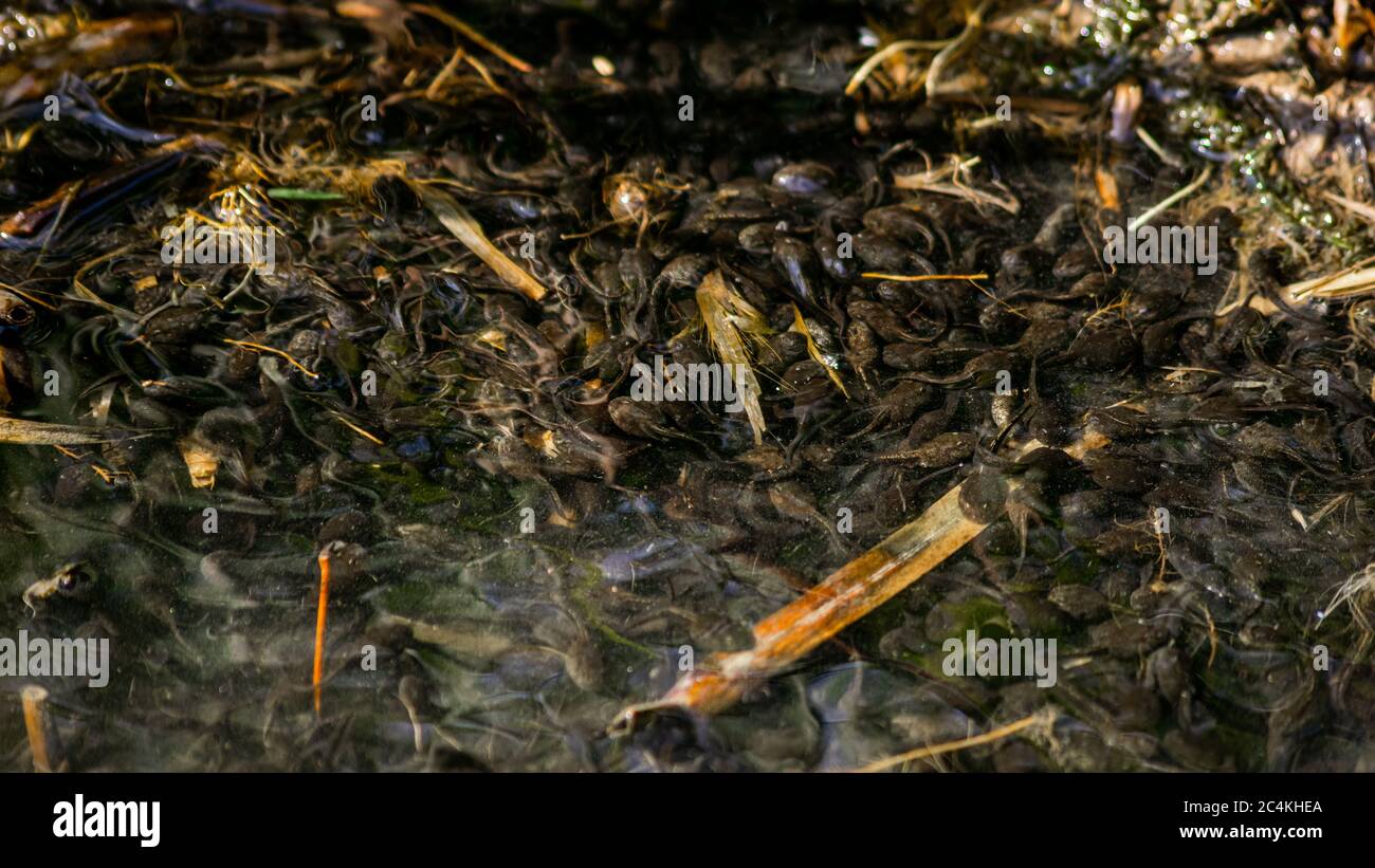 Frog frogs the tadpole tadpoles zu schwimmen larvae von amphibians