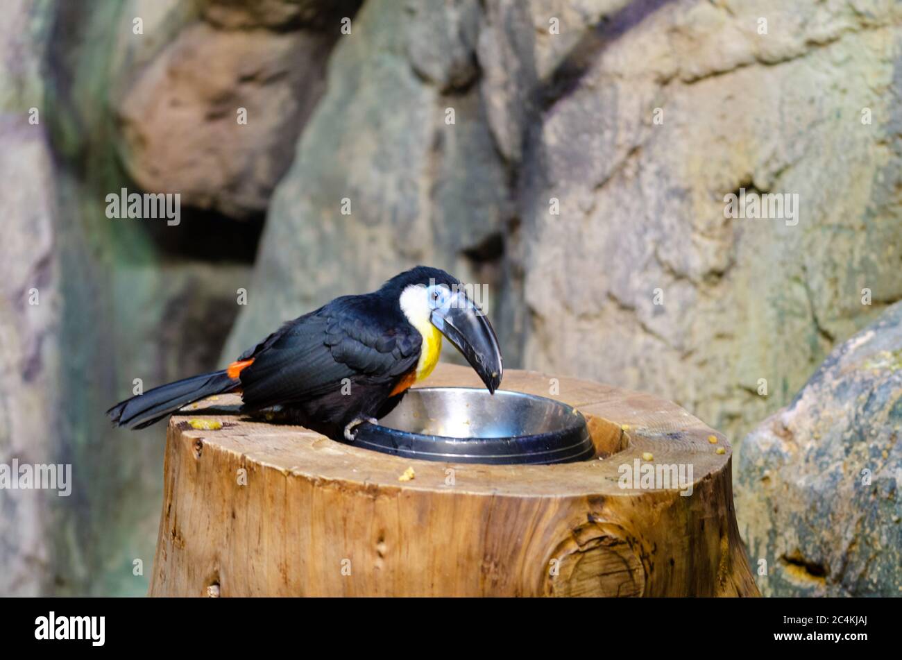 Toucan (Kanal-billed toucan-Ramphastos vitellinus) isst im Zoo Stockfoto