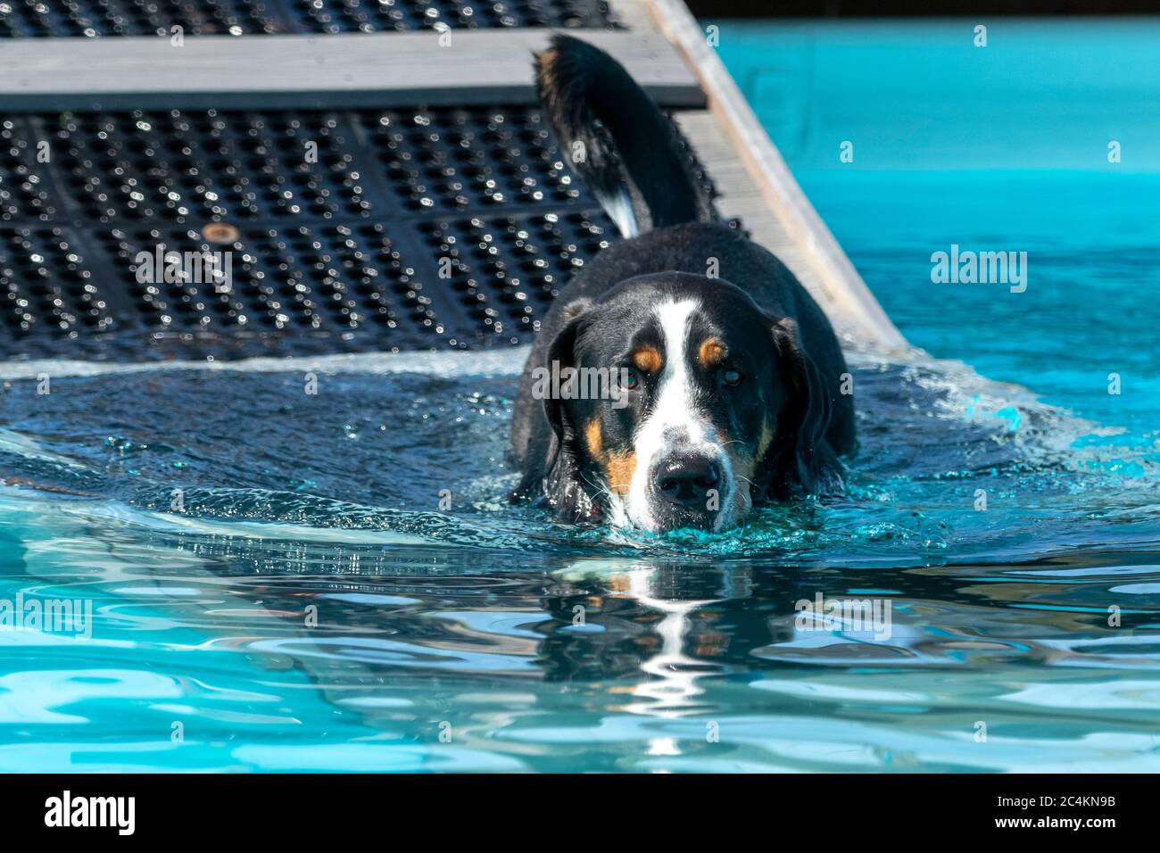 Schweizer Berghund geht in einem großen Pool schwimmen, nachdem er die Rampe  hinunter gegangen ist Stockfotografie - Alamy