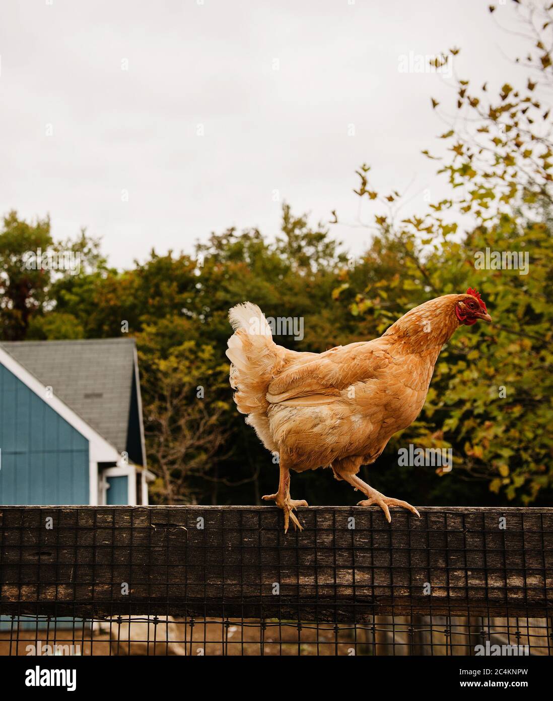 Huhn auf dem Bauernhof Stockfoto