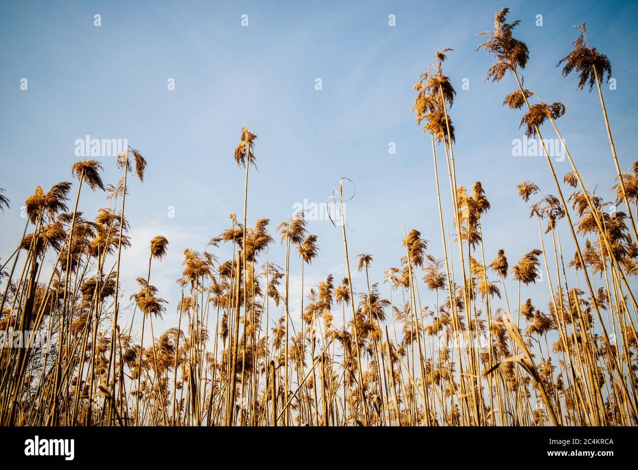 Grasbewachsenes Feld entlang des Appalachischen Weges im Herbst Stockfoto