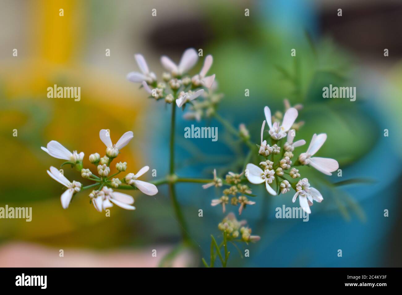 Koriander. Weiche Blattpflanzen völlig essbare Kräuter produzieren petite weißliche Dolden die Blüten haben Spitzen dekoratives Aussehen minimales Aroma und milder Geschmack Stockfoto