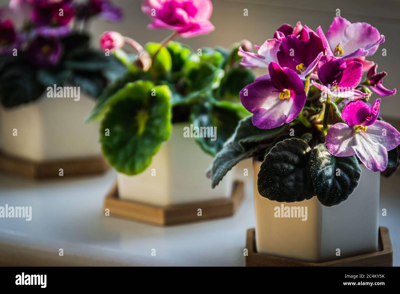 Afrikanische Veilchen (Streptocarpus sect. Saintpaulia) mit rosa und violetten Blüten in dekorativen Töpfen auf einer sonnigen Fensterbank. Stockfoto