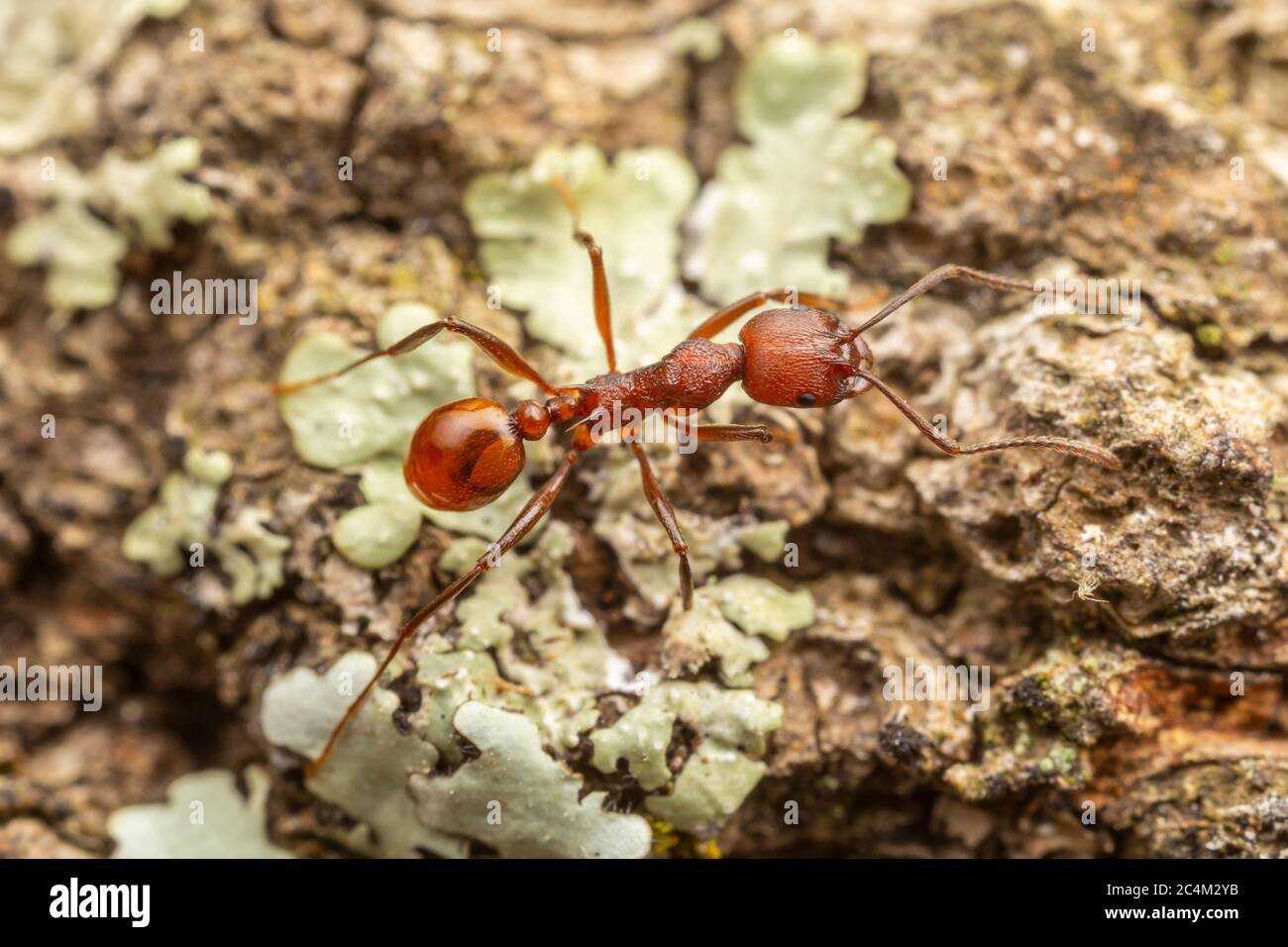 Wirbelsäulenwasisted Ant (Aphaenogaster tennesseensis) Stockfoto