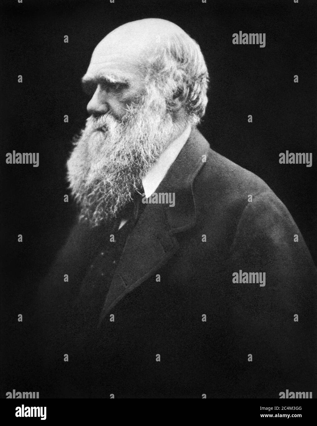Charles Robert Darwin, der englische Naturforscher, Geologe und evolutionären Theoretiker, auf einem Portrait von Julia Margaret Cameron. Stockfoto