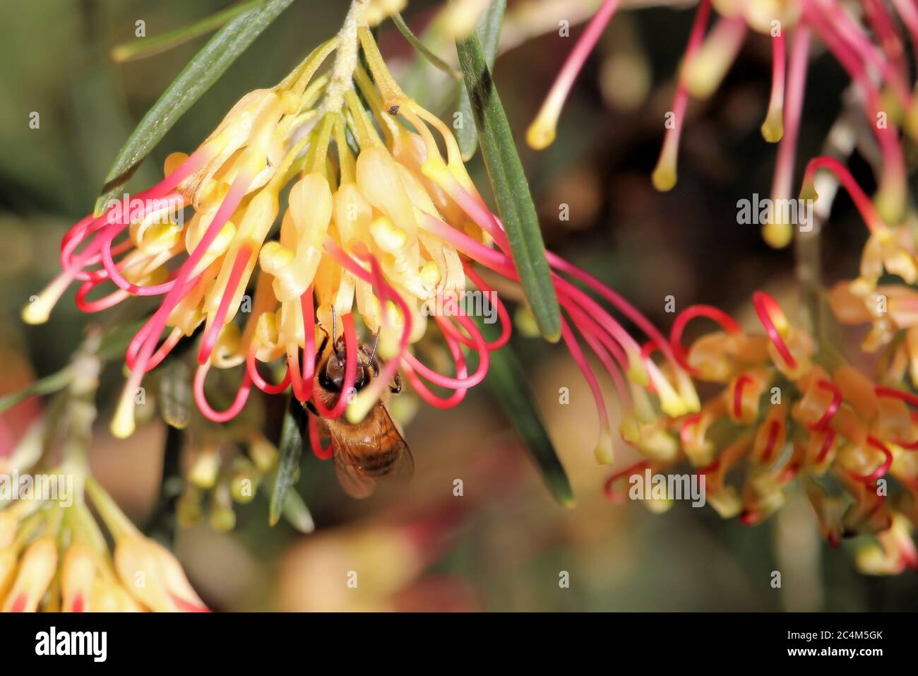 WESTERN Honey Bee (APIs mellifera) sammelt Nektar und Pollen aus der Grevillea-Blume, Südaustralien Stockfoto