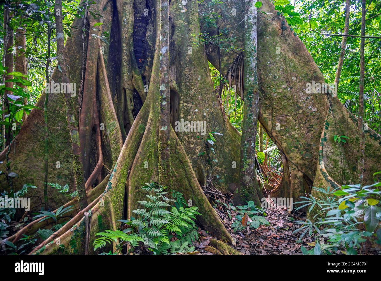 Basis eines ceiba Baumstammes (Ceiba pentandra) im Amazonas Regenwald, Yasuni Nationalpark, Ecuador. Unscharfe Vordergrundpflanzen, scharfer Baum. Stockfoto