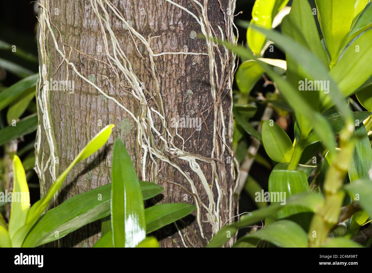 Palmenstamm Mit Orchideenblättern Und Wurzeln Stockfoto