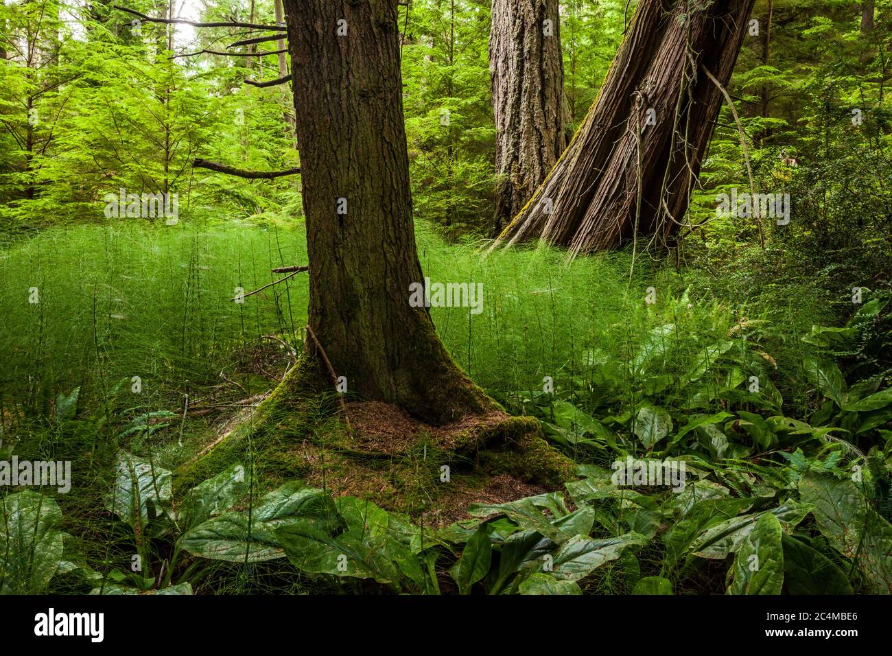 Eine sumpfige Waldszene entlang des Fern Gully Trail im South Whidbey Island State Park, Washington, USA. Stockfoto