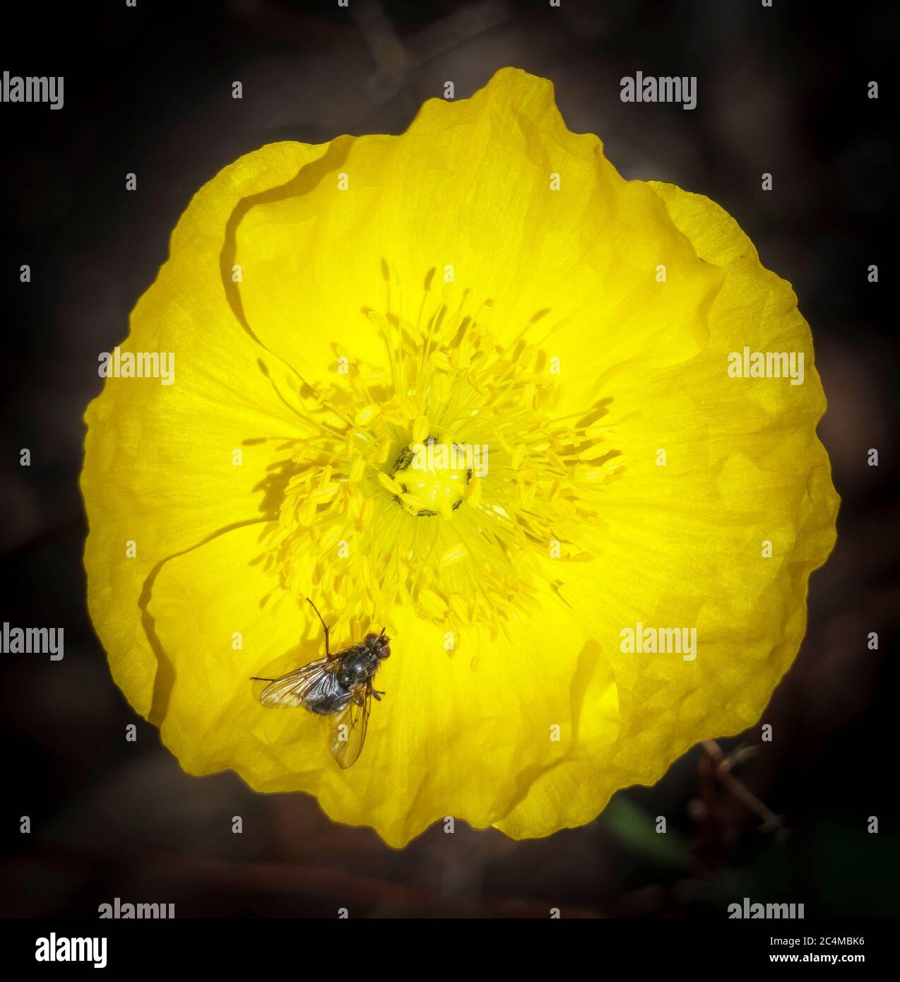 Insekten und Nachtkerze, Blume Banff Alberta Stockfoto