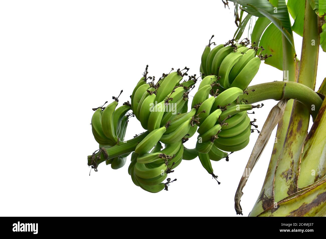 Bananenbaum mit einem Bündel von reifen gelben und grünen Bananen