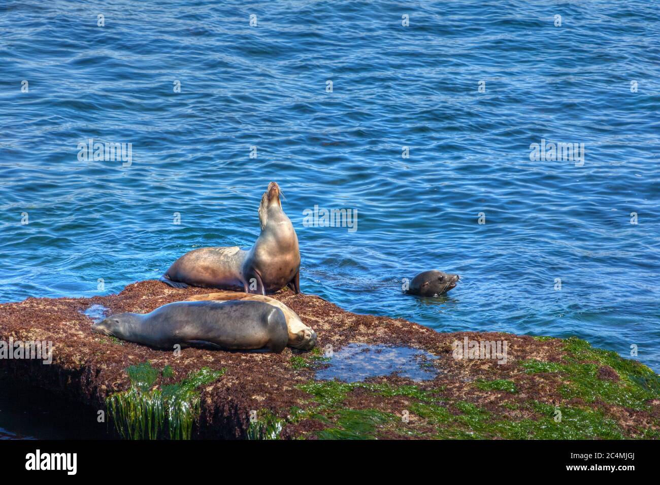 Seelöwen ruhen und schwimmen an der kalifornischen Küste von La Jolla. Die otariiden Seelöwen sind eine gemeinsame Sichtung entlang der Pazifikküste in C Stockfoto