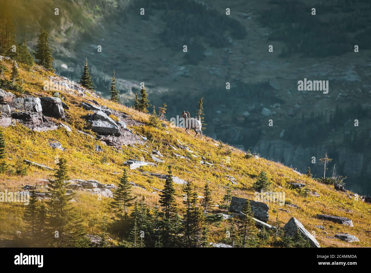 Ein Schaf mit großen Hörner, das im versteckten See des Glacier National Park in der Nähe des Logan Pass, Montana, spazierengeht. Stockfoto