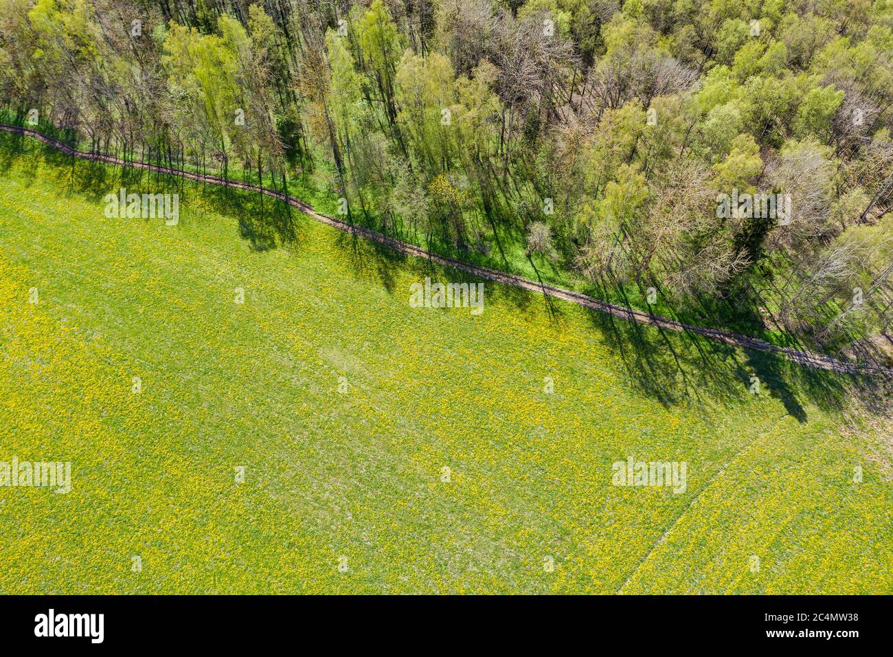 Luftaufnahme von grünen Sommerwald mit Wiese und Landstraße Stockfoto