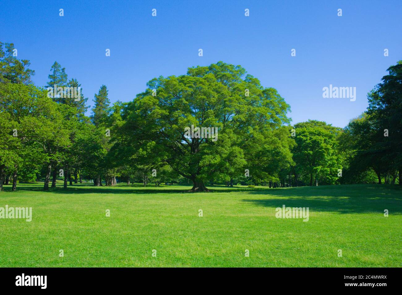 Park Baum Stockfoto