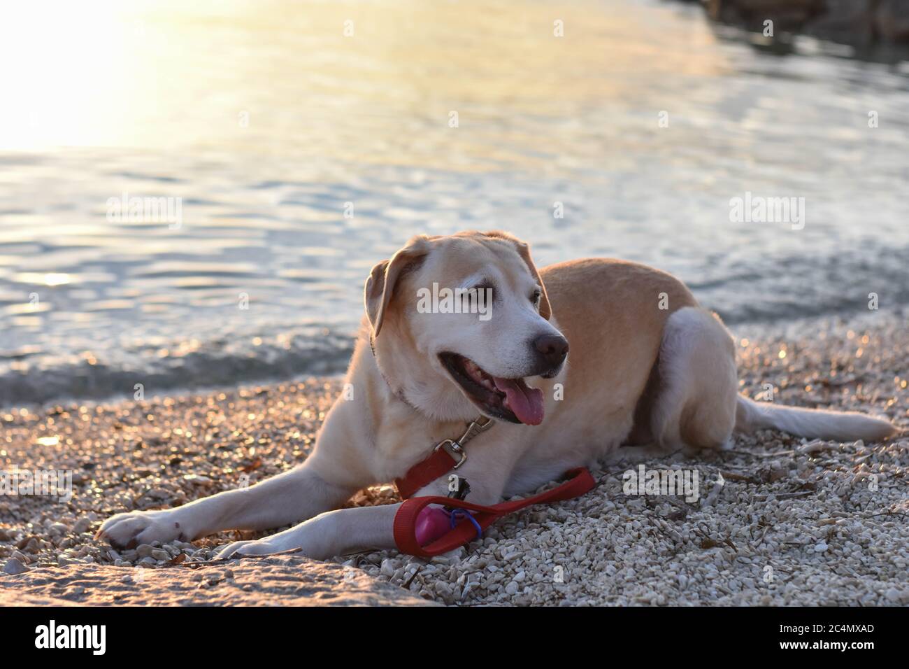 Schöner gelber Labrador Retriever am Strand mit Meer als Hintergrund Stockfoto