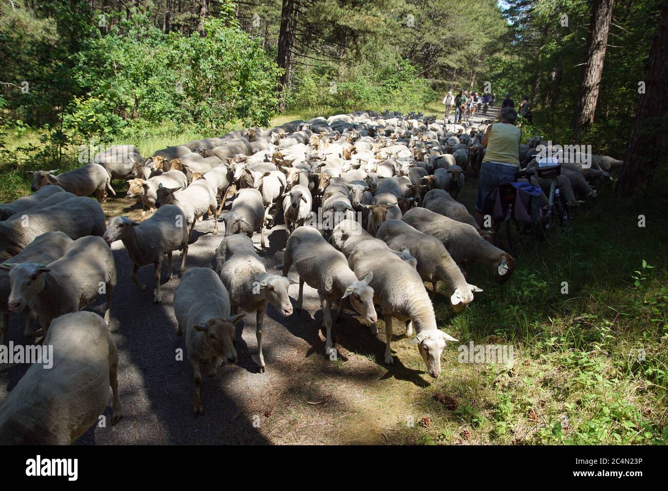 Ein holländischer Hirte mit einer Herde Schafe auf dem Radweg mit Radfahrern im Wald in den Dünen bei Bergen aan Zee. Juni, Niederlande. Stockfoto