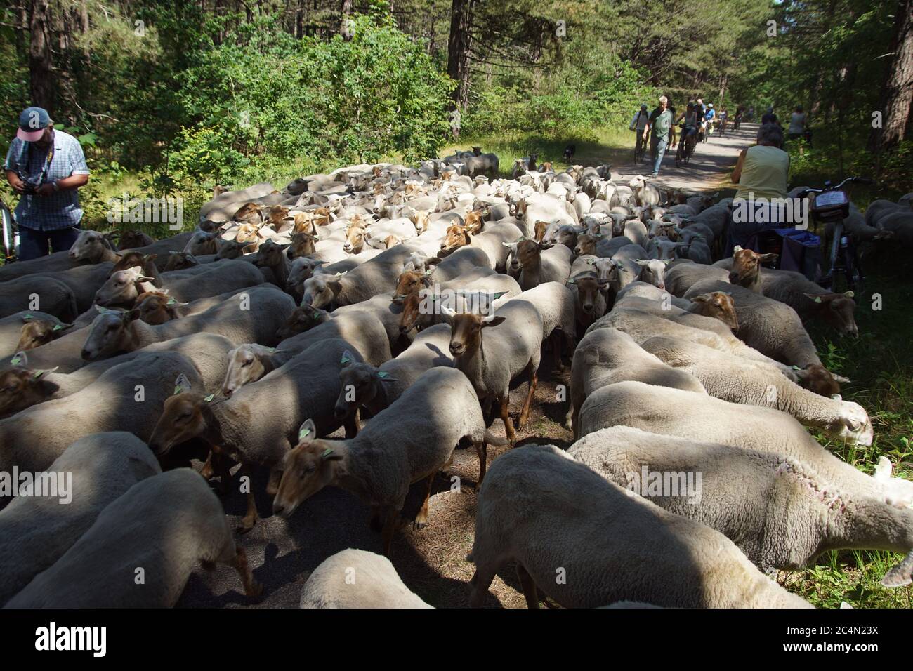 Ein holländischer Hirte mit einer Herde Schafe auf dem Radweg mit Radfahrern im Wald in den Dünen bei Bergen aan Zee. Juni, Niederlande. Stockfoto