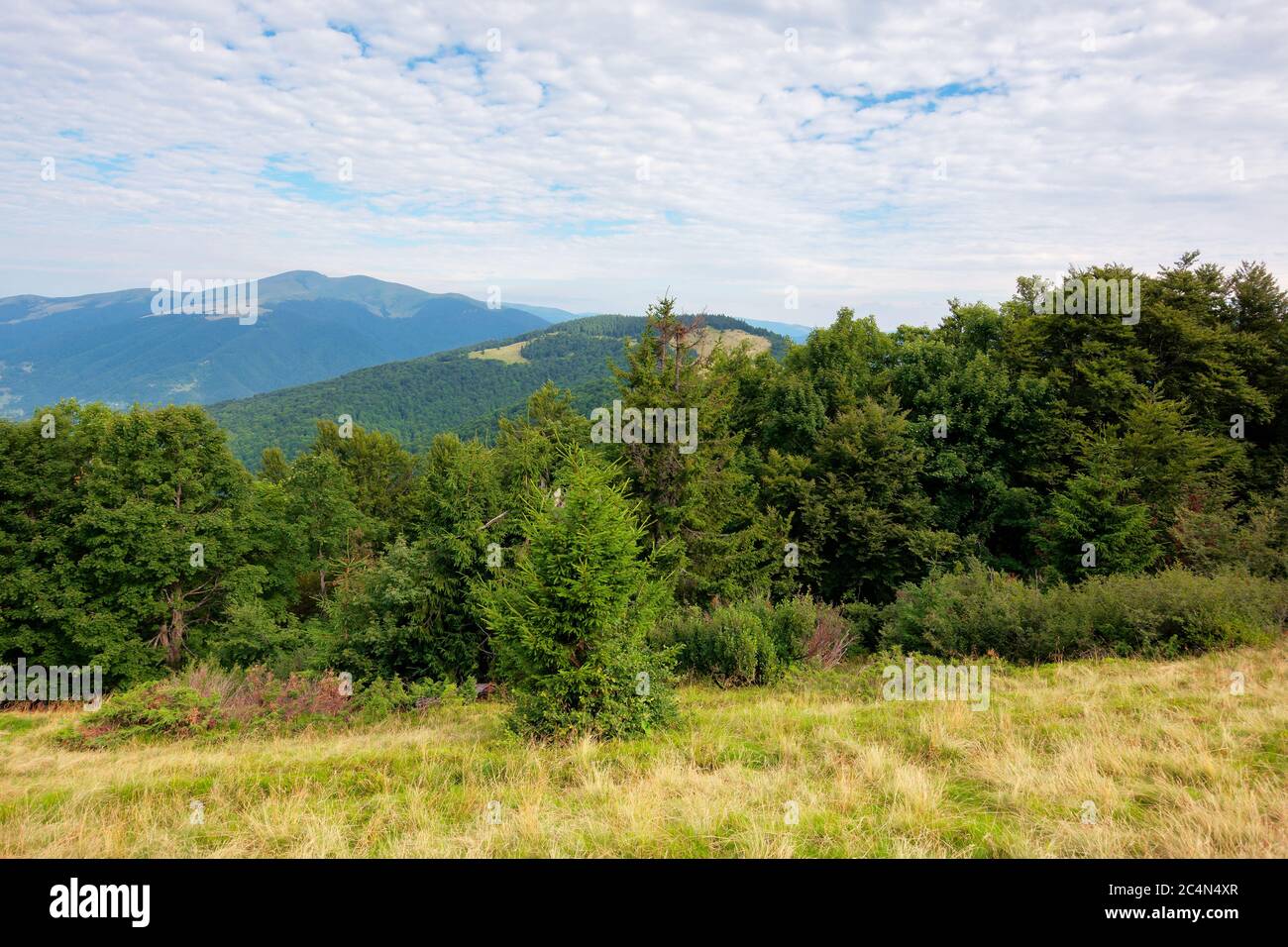 Grüne Naturlandschaft in den Bergen. Schöne Landschaft mit Buchenwald auf dem Hügel. Hohe Spitze in der Ferne. Schönheit der karpaten-Grate. bewölkt w Stockfoto