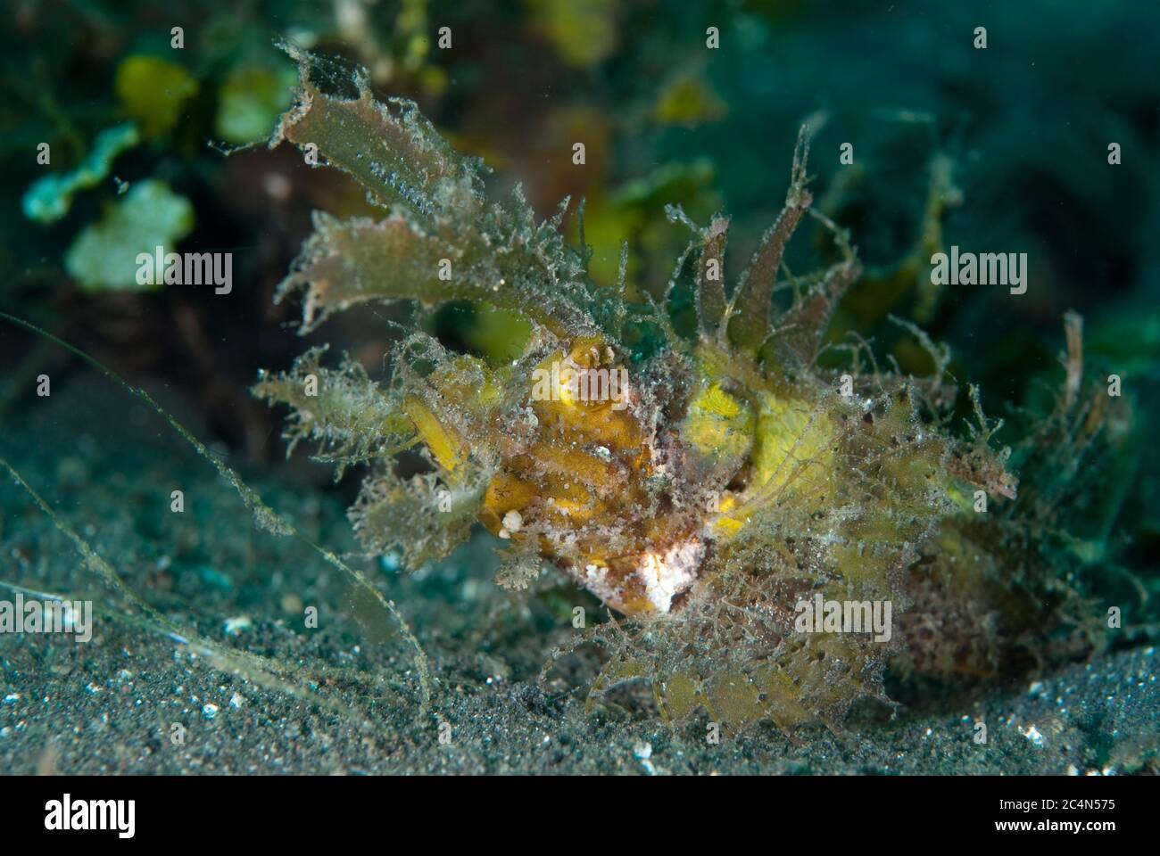 Ambon Scorpionfish, Pteroidichthys amboinensis, Joleha Tauchplatz, Lembeh Straits, Sulawesi, Indonesien Stockfoto