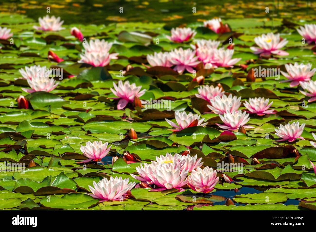 Seerosen Nymphaea sp. Bedecken die Oberfläche eines Süsswasserteich. Seerosen wurzeln im Boden, während Blätter und Blumen auf dem Wasser schweben Stockfoto