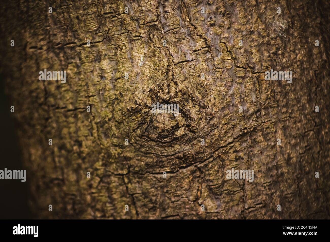 Neem Baumstamm aus dem Wald geschnitten.Strukturierte Oberfläche mit Ringen und Rissen. Neutral brauner Hintergrund aus Hartholz aus dem Wald Stockfoto