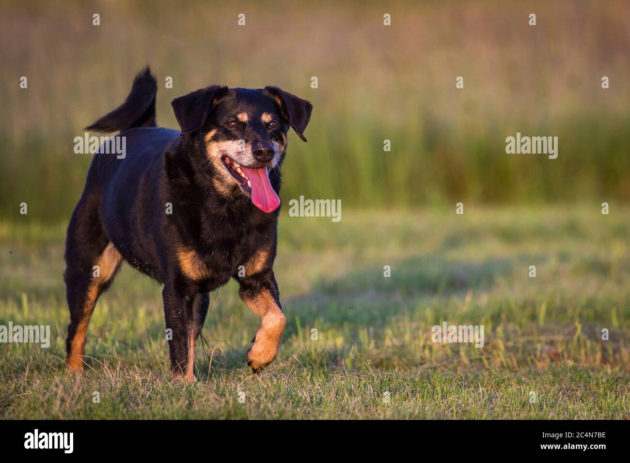 Österreichischer Pinscher Seniorhund (11 Jahre) läuft über eine Wiese Stockfoto