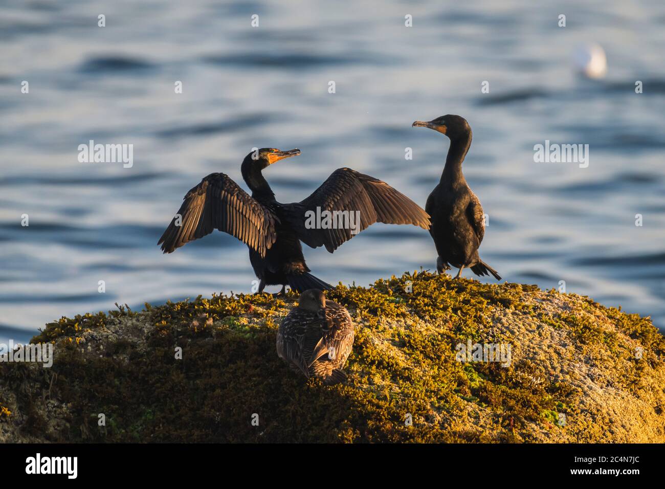 Kormorane im Mass Audubon's Eastern Point Wildlife Sanctuary Stockfoto