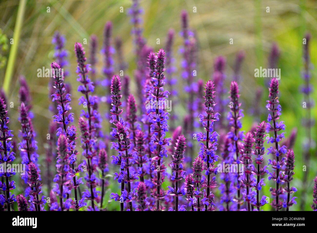 Spiky Purple Salvia nemorosa 'Caradonna' (Balkan Clary) Blumen in den Grenzen der RHS Garden Harlow Carr, Harrogate, Yorkshire, England gewachsen. GROSSBRITANNIEN. Stockfoto