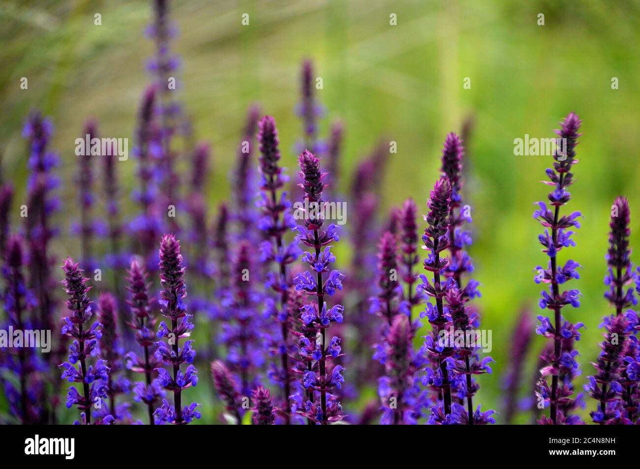 Spiky Purple Salvia nemorosa 'Caradonna' (Balkan Clary) Blumen in den Grenzen der RHS Garden Harlow Carr, Harrogate, Yorkshire, England gewachsen. GROSSBRITANNIEN. Stockfoto