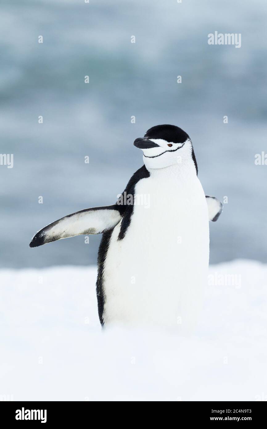 Das Porträt einer Zügelpinguin, Antarktis. Stockfoto