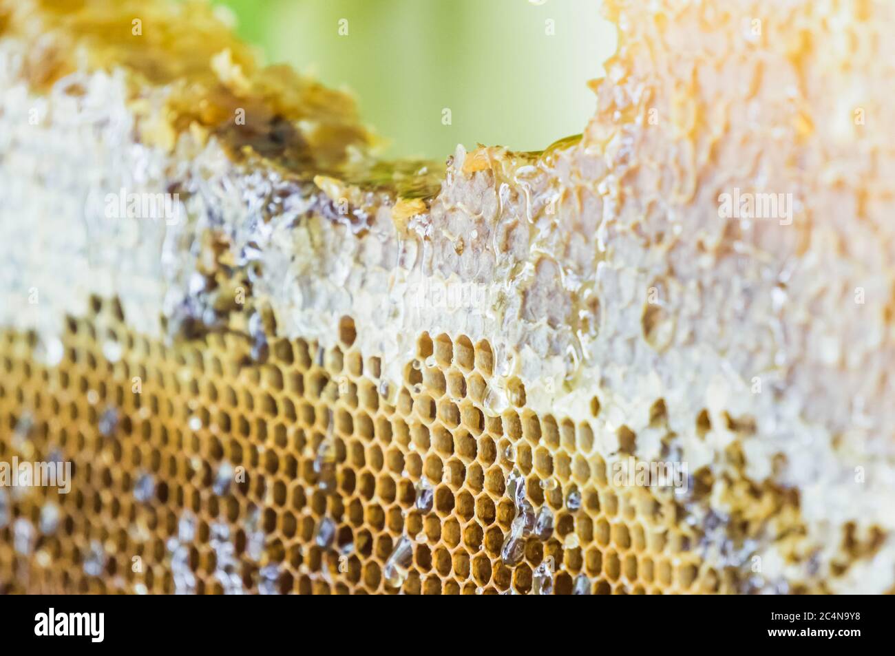 Nahaufnahme des Wabenblocks mit tropfendem Honig, bedeckt mit Bienenwachs. Stockfoto