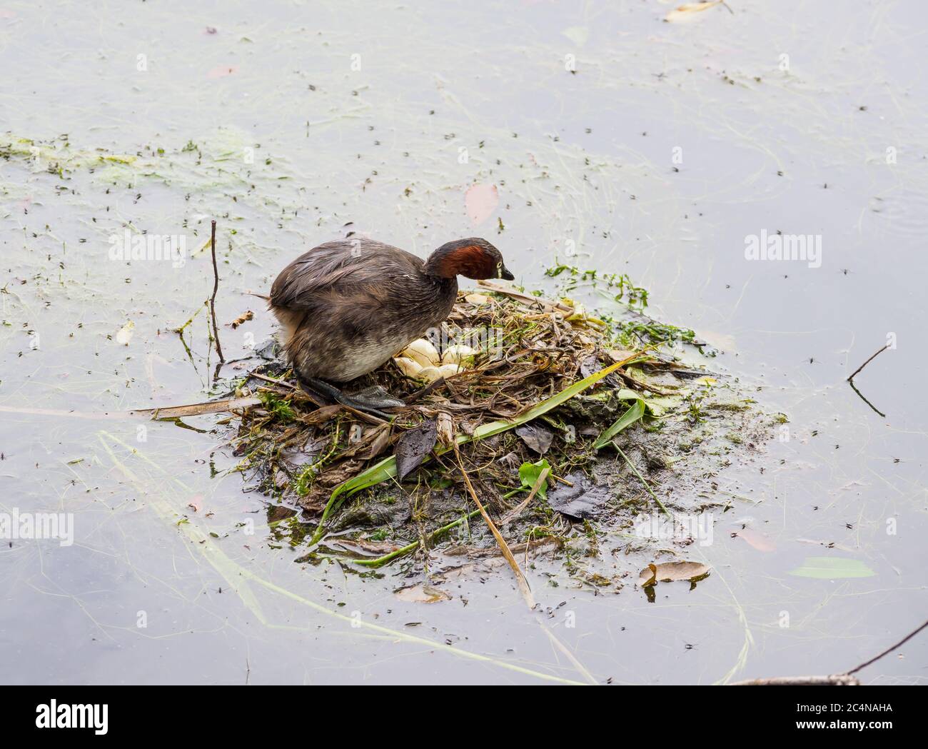 Ein kleiner Zwergtaucher (Tachybaptus ruficollis) mit Eiern auf einem schwimmenden Nest in einem See in Japan Stockfoto