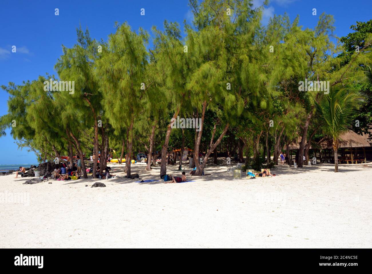 Strand mit Casuarina Bäumen auf der kleinen tropischen Insel Cerf, Mauritius Stockfoto