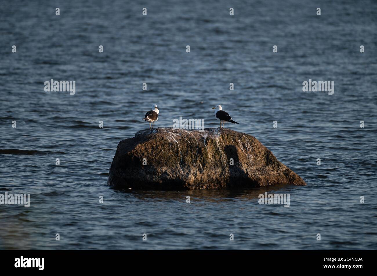 Zwei pazifische Möwen stehen auf einem Felsen mitten im Meer. Stockfoto