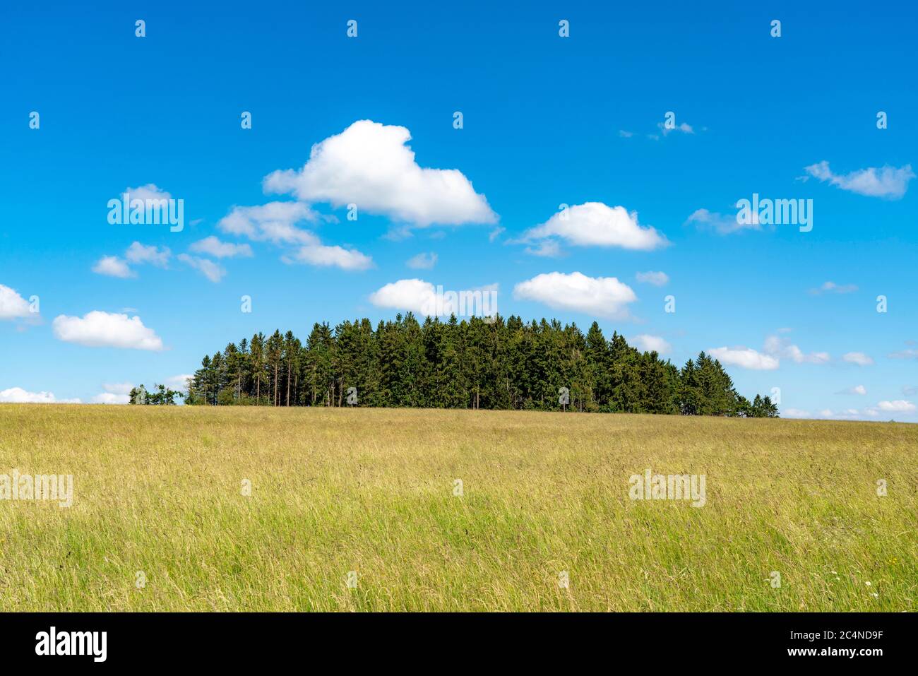 Wald, Landschaft, Weide mit hohem Gras, Weite, Wolken, Sommer im Hochsauerlandkreis, NRW. Deutschland Stockfoto