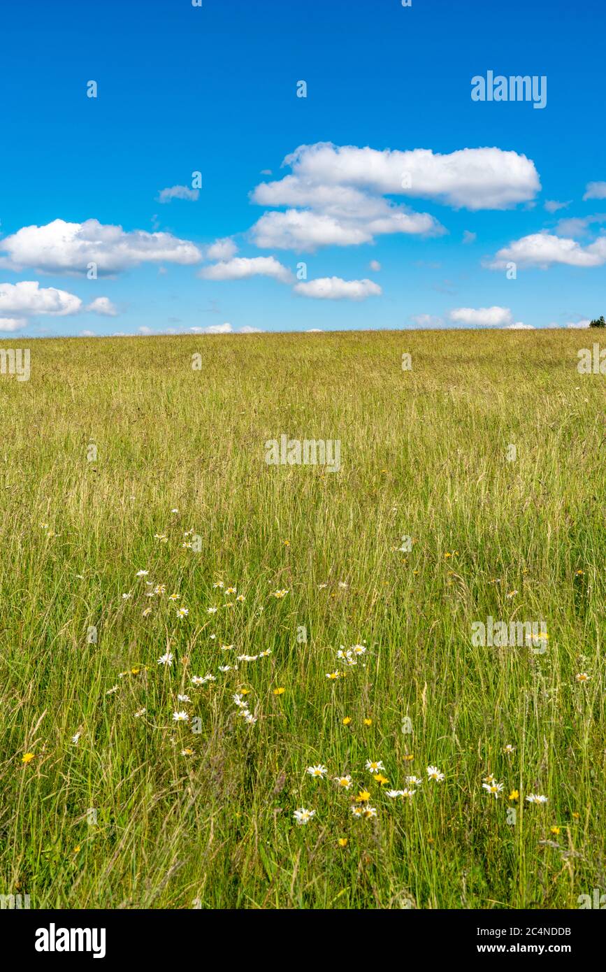 Wald, Landschaft, Weide mit hohem Gras, Weite, Wolken, Sommer im Hochsauerlandkreis, NRW. Deutschland Stockfoto