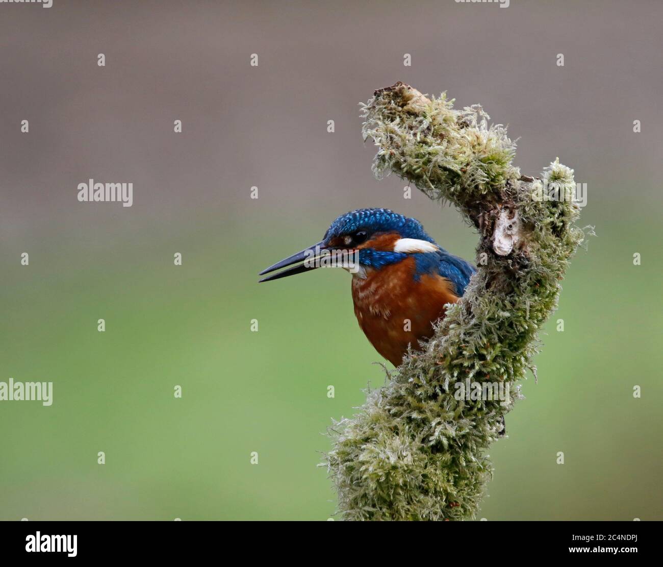 Eisvogel thront und angeln am See Stockfoto