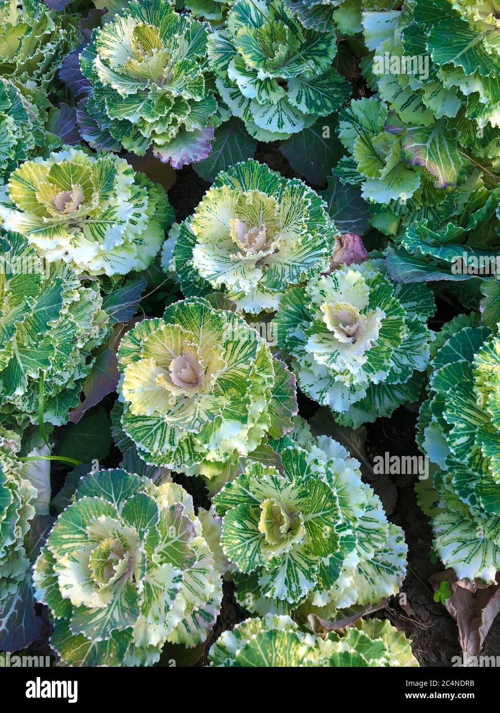 Nahaufnahme lebendige grün und weiß dekorativen Kohl Blumenbeet Stockfoto