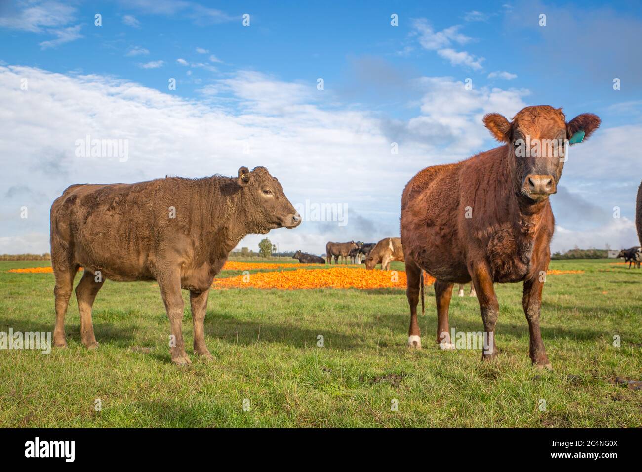 Rindervieh auf einem Bauernhof im Winter in Canterbury, Neuseeland Stockfoto