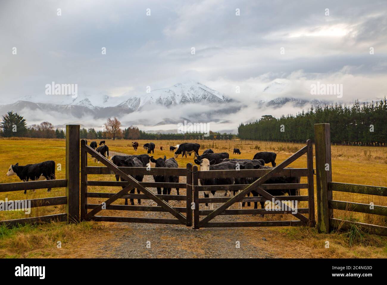 Eine regnerische Winterfarmszene in Neuseeland, mit Rindern hinter einem hölzernen Farmtor und verschneiten Bergen im Hintergrund Stockfoto