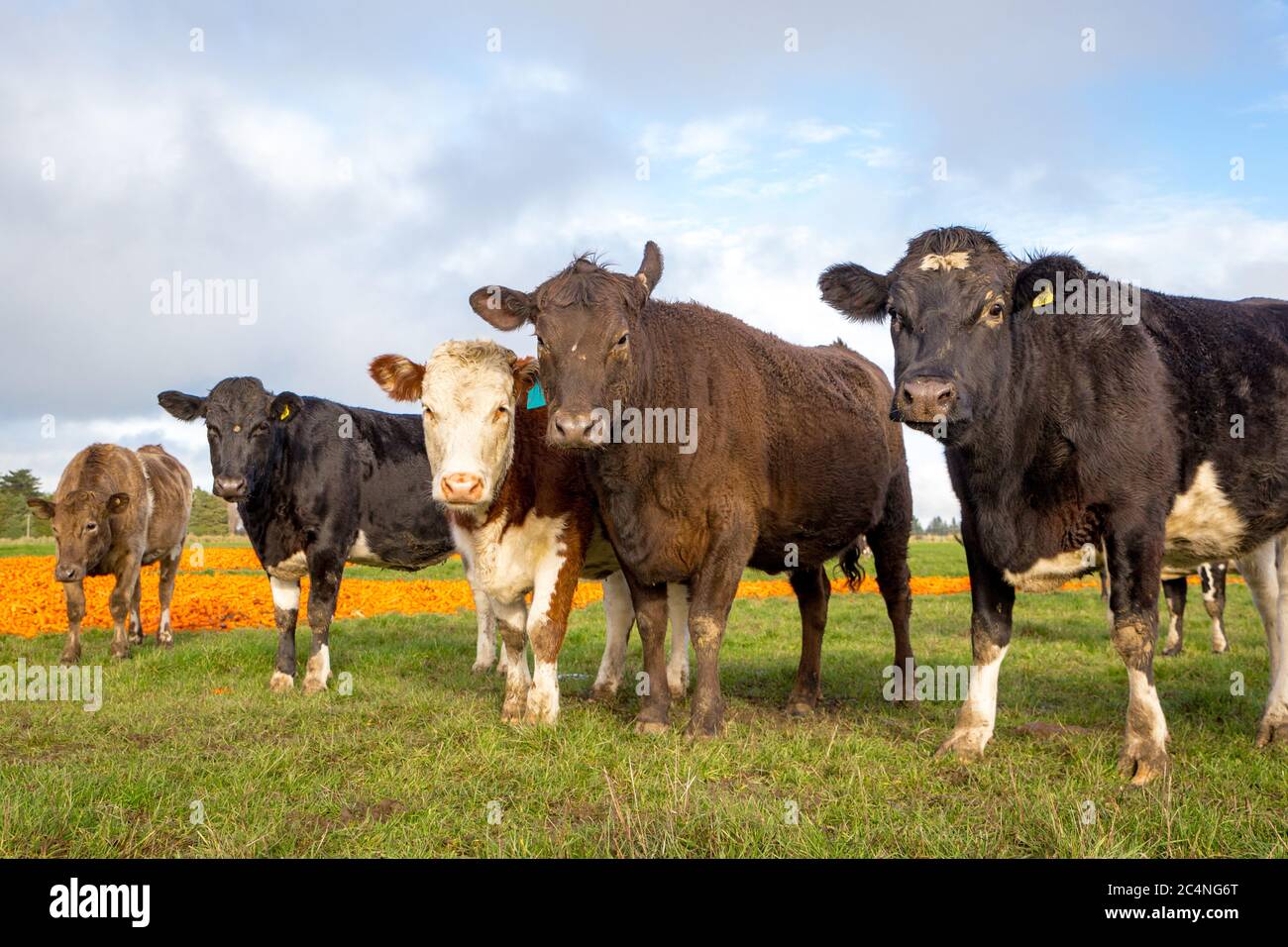 Rindervieh auf einem Bauernhof im Winter in Canterbury, Neuseeland Stockfoto