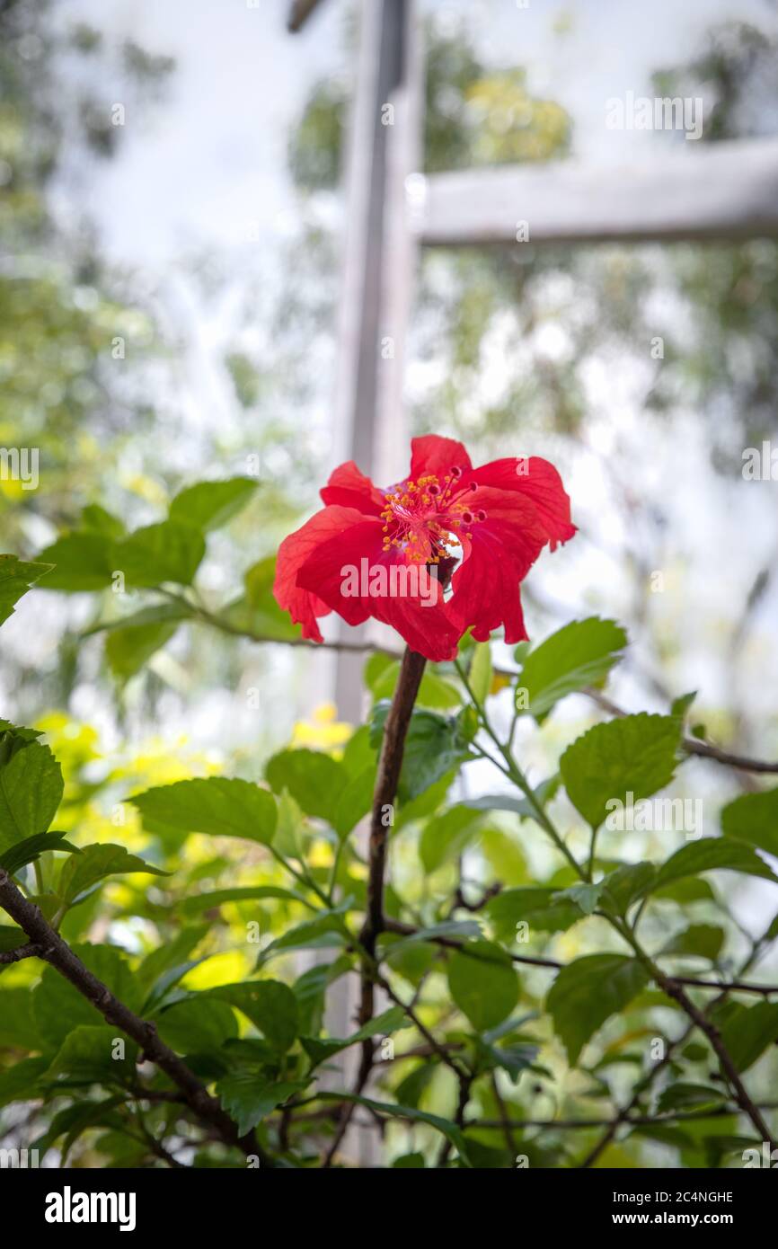 Hibiskus rote Blume Pflanze aus Garten Stockfoto
