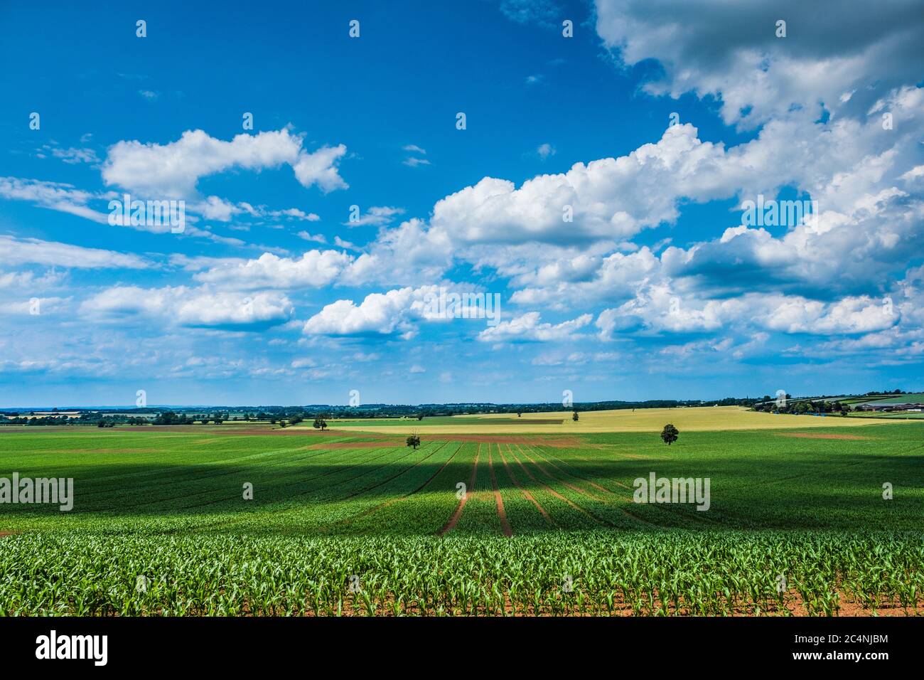 Wolken werfen Schatten auf ein Maisfeld. Stockfoto