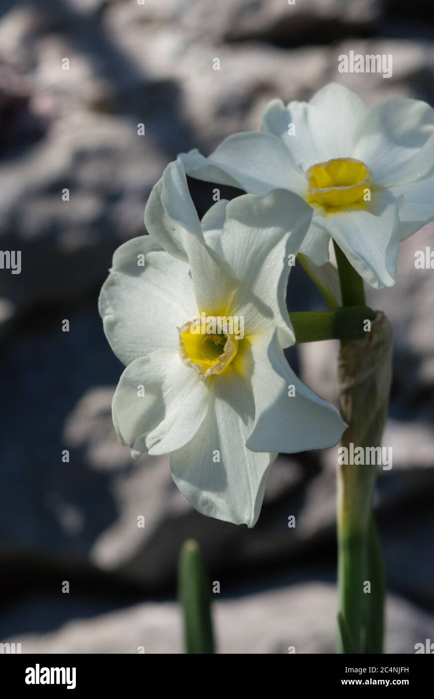 Weiße Narzisse (Narcissus jonquilla), Frühlingsblume mit weißen Blütenblättern und oranger Korona Stockfoto