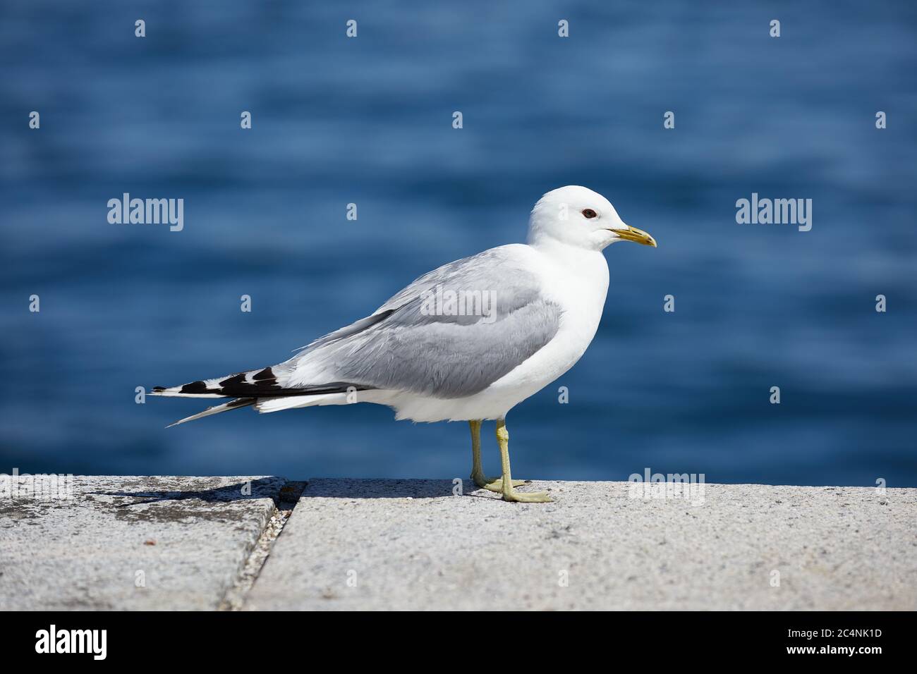 Möwe (Larus canus); Kopenhagen, Dänemark Stockfoto