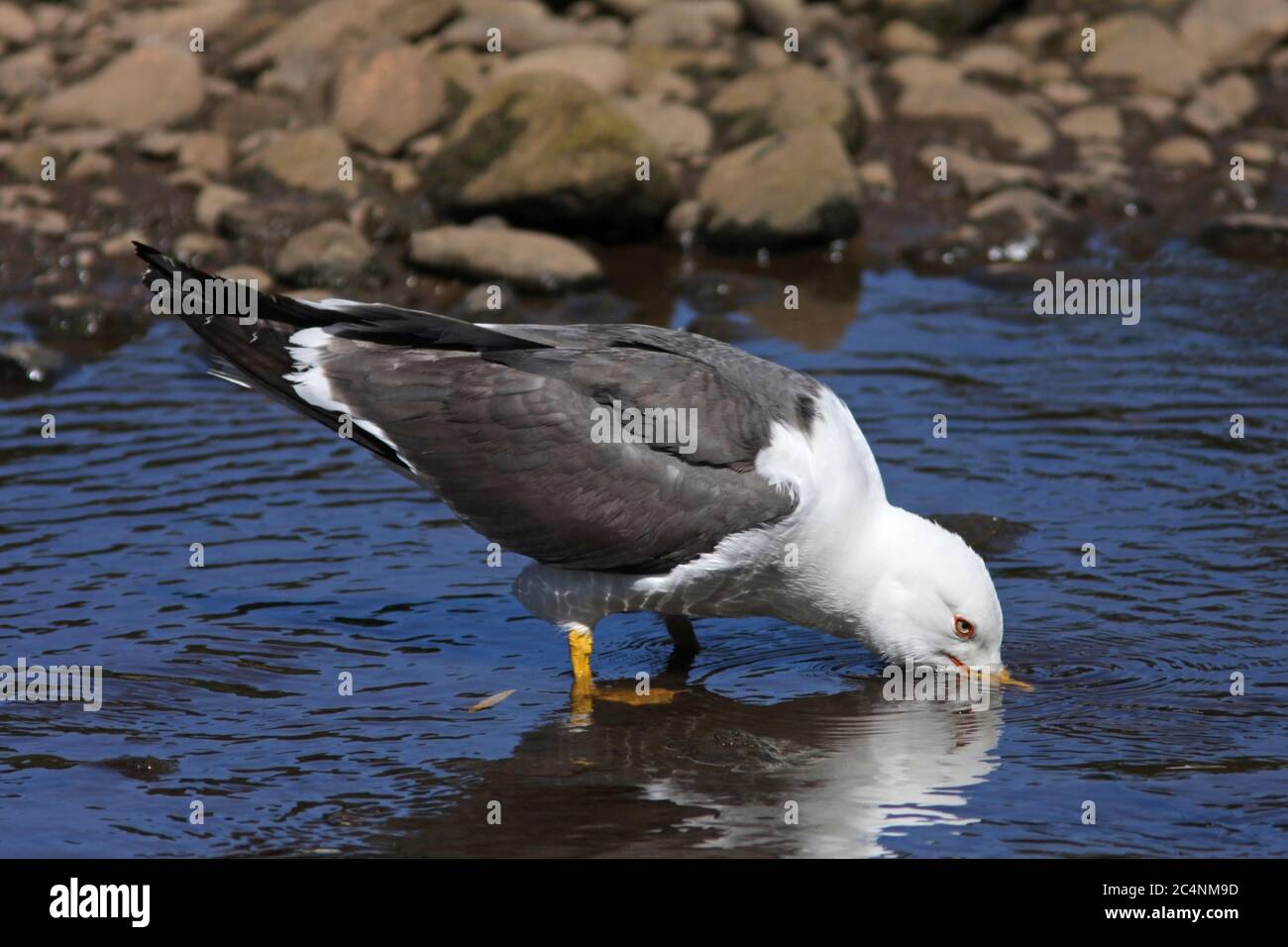 KLEINE MÖWE (Larus fuscus), die aus einem flachen Fluss trinkt, Schottland, Großbritannien. Stockfoto