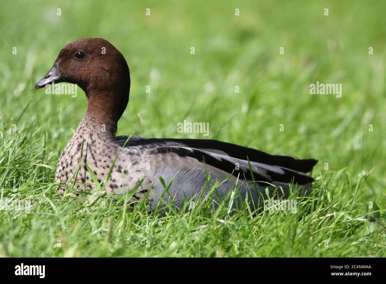 AUSTRALISCHE HOLZENTE (Chenonetta jubata) männlicher Ausflüchtling, wild lebend, Großbritannien. Stockfoto