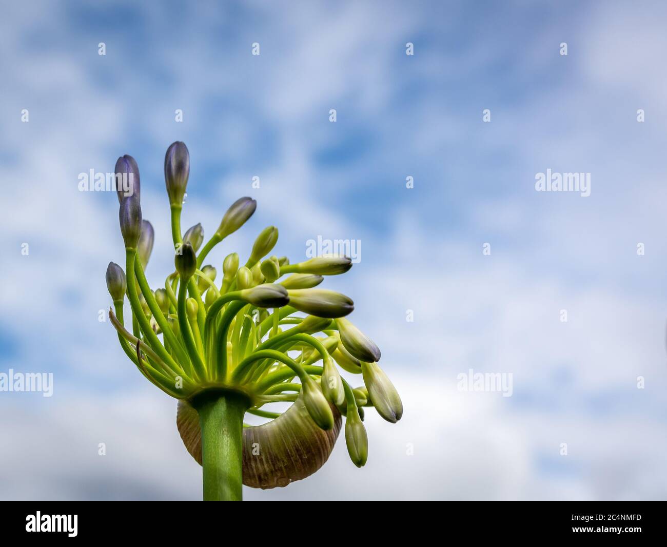 Agapanthus africanus allgemein bekannt als Lilie des Nils oder afrikanische Lilie. Nahaufnahme der Einzelblume. Selektiver Fokus. Blauer Himmel im Hintergrund Stockfoto